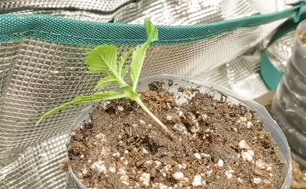 Формирование каннабис-бонсай