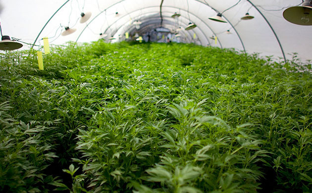 Защита конопли от насекомых в теплице Защита конопли от вредителей в теплице