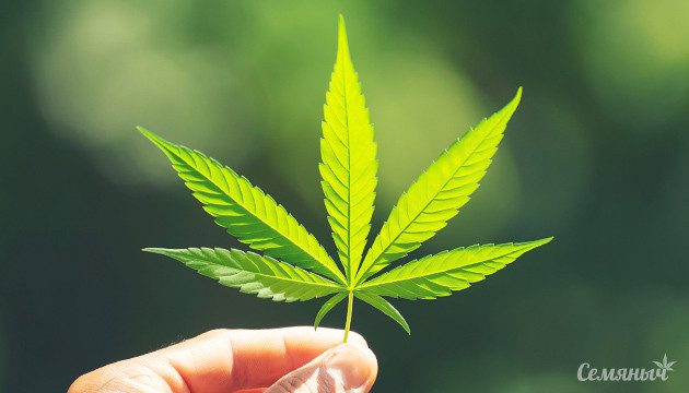 Семипалый лист конопли