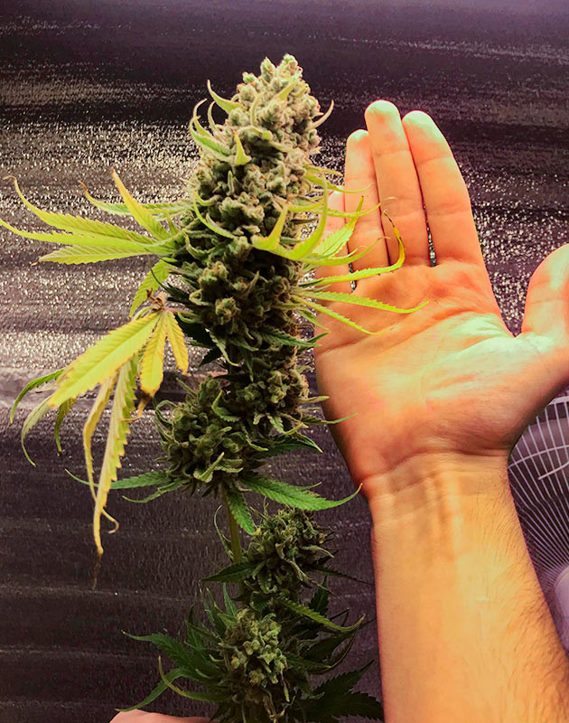 Сбор урожая LSD