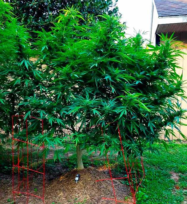 Конопляный куст в прохладные сентябрьские дни