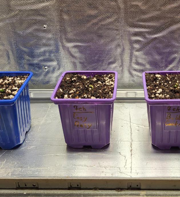 Выращивание сорта Easy Peasy Auto Пересадка ростков в горшки