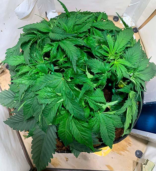 Куст марихуаны ростом 18 см