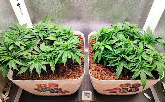 Дефолиация и полив конопли Кусты Mimosa Shot и Gorilla Zkittlez на 5 неделе