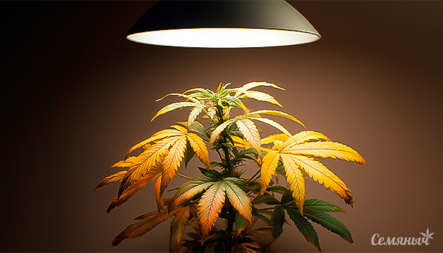 Световой ожог у конопли