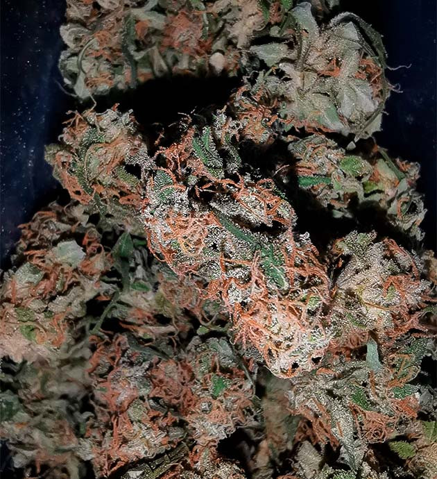 Sour Diesel Auto: 214 грамм сухого веса и сативный хай