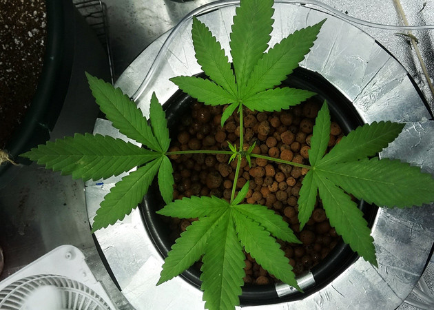 Топпинг конопли Куст после топпинга