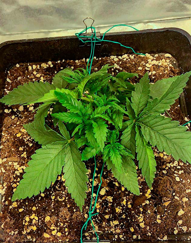 Вегетация марихуаны