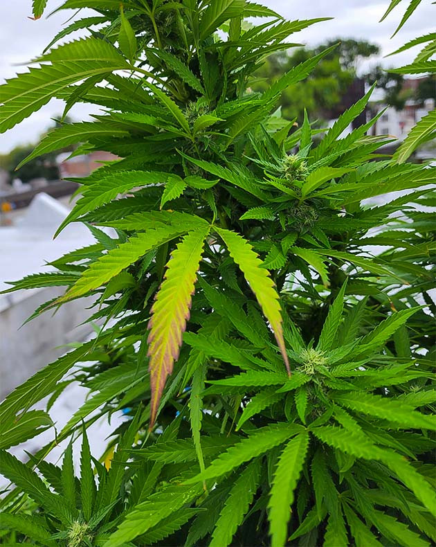 Куст марихуаны Runtz Punch