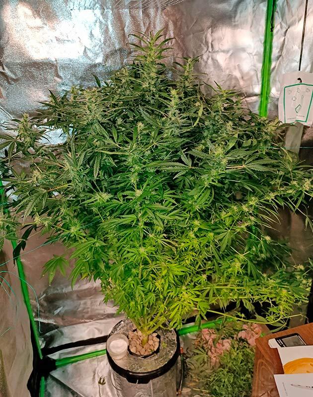 Гниль на шишках каннабиса и срочная дефолиация