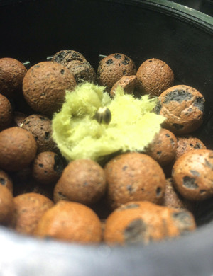 Семечко в минеральной вате