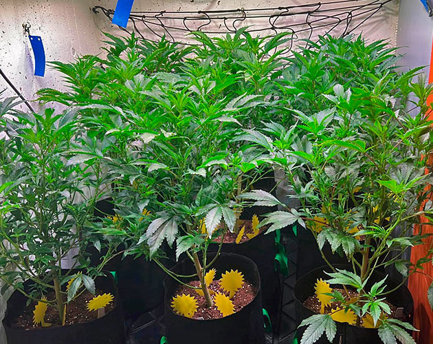 5 неделя роста Mimosa x Orange Punch