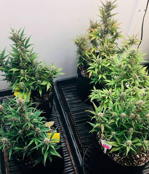 Проблемы с влажностью Шестая неделя выращивания