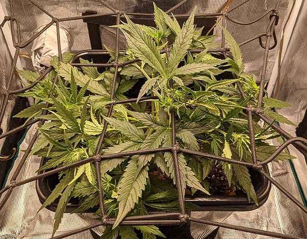 ScrOG кустов Critical Kush Auto