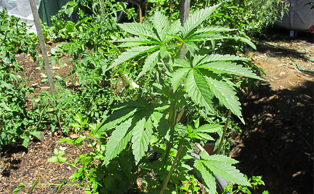 Куст на 6 неделе роста