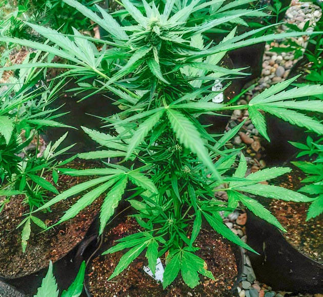 Активный рост марихуаны