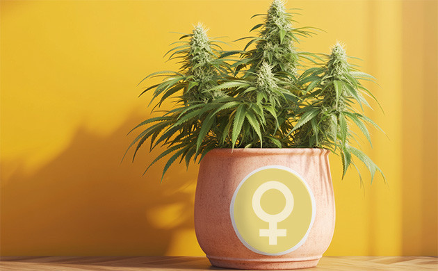 Феминизация семян каннабиса