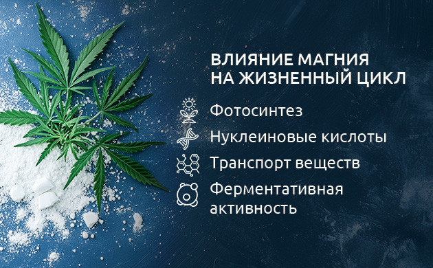 Магний в процессах роста конопли