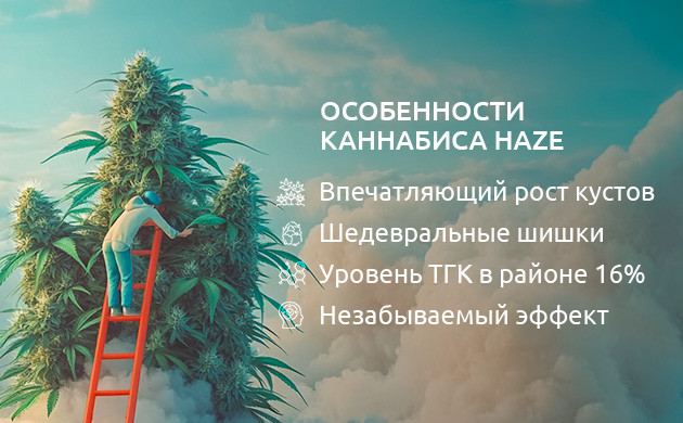 Особенности марихуаны Haze