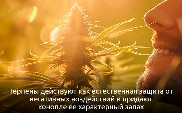 Терпены и их влияние на организм