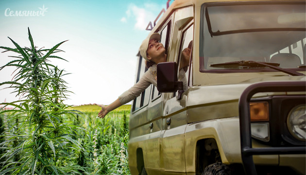 Дикая конопля