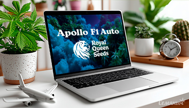 Гроурепорт сорта Apollo F1 Auto от Royal Queen Seeds