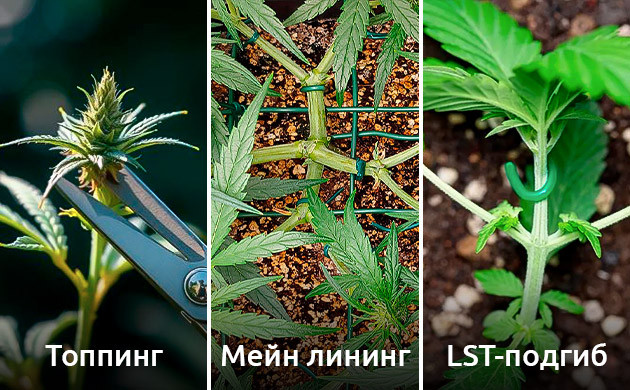 Методы управления ростом Lemon Skunk