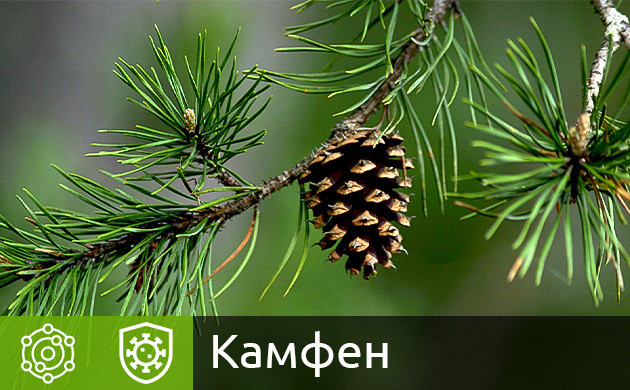 Терпен камфен