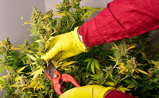 Отрезать соцветие от куста марихуаны
