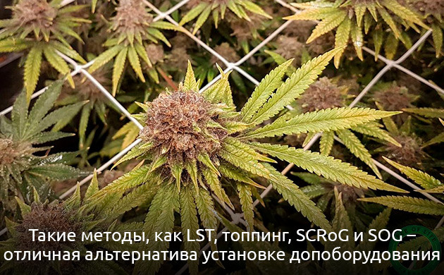 Альтернатива боковому освещению при выращивании конопли
