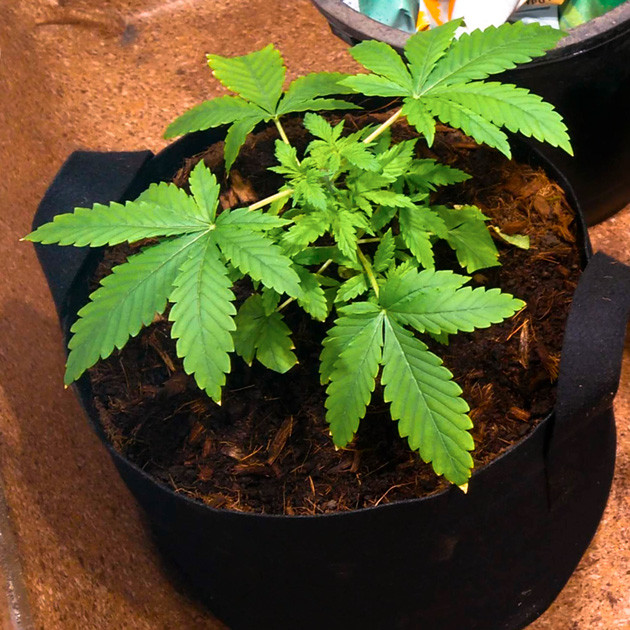 3 неделя выращивания Росток 10 сантиметров