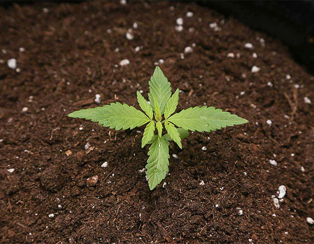 Тренировка LST куста Tropicana Cookies Auto