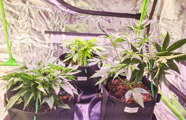 LST для равномерного роста