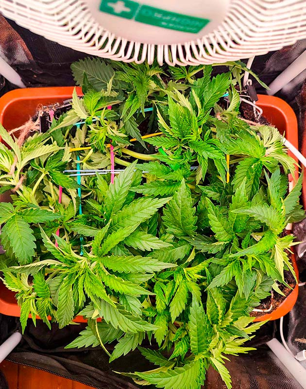 Перевод на цветение растения Sensi Star