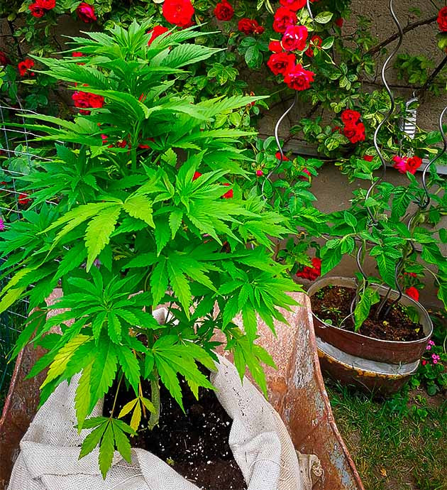 65 сантиметровый куст в большом мешке