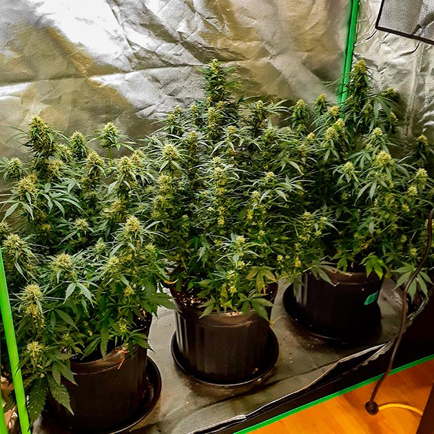 Scout Cookies Auto дневник по выращиванию Избавление от запахов при выращивании Scout Cookies Auto