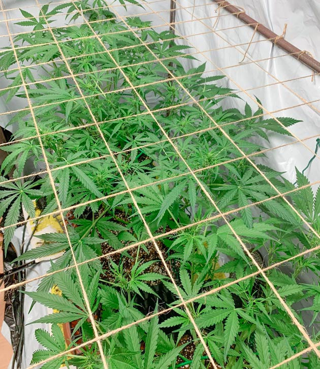 Кусты Gorilla Auto на 7 неделе выращивания