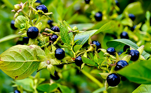 Белладонна