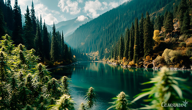 Конопля Чуйской долины