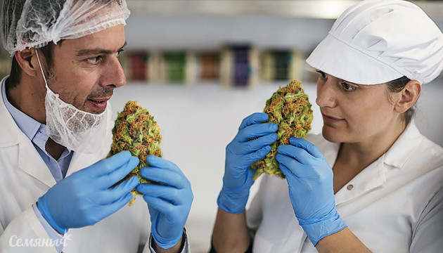 Конопля без запаха