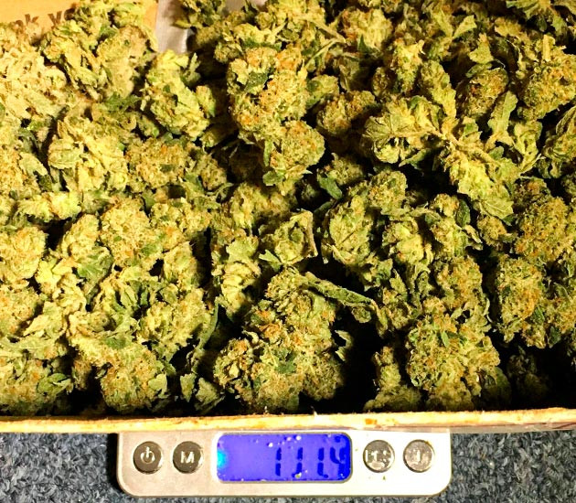 Собранные шишики Shiskaberry Собранный урожай Shiskaberry