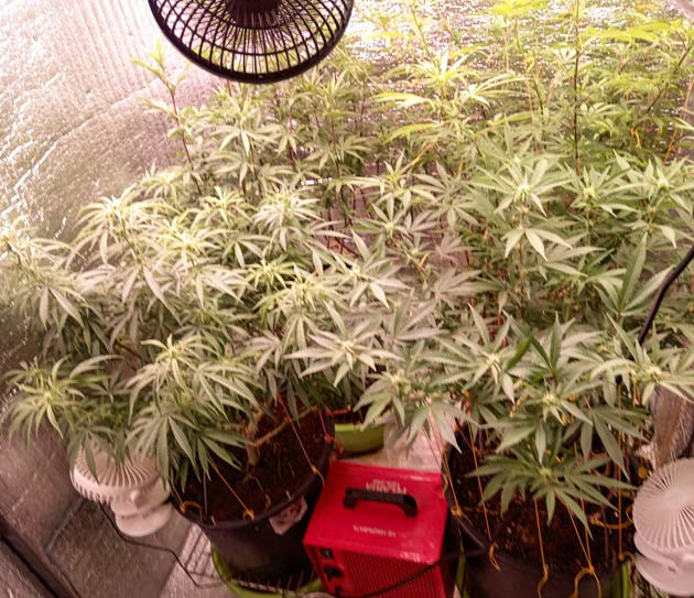 Появление плесени у марихуаны Формирование шишек конопли