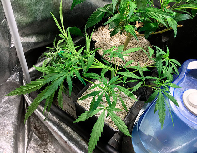 Рост куста на 3 неделе 20 см