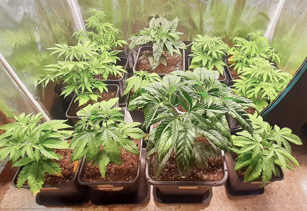 Пересадка Fullgas в просторный горшок Создание условий для роста Fullgas