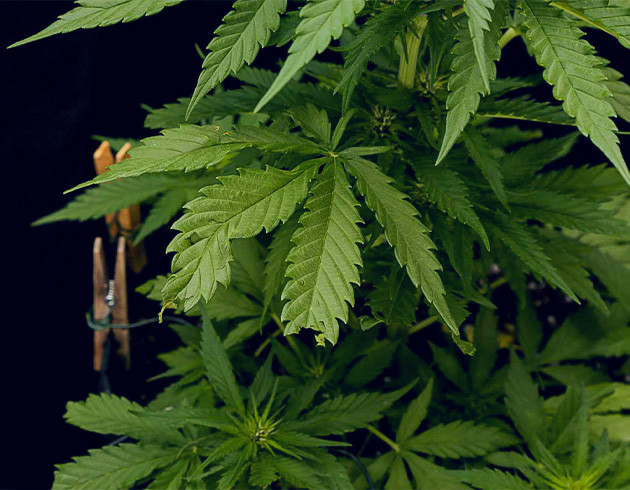 Начало цветения куста Tropicana Cookies Auto