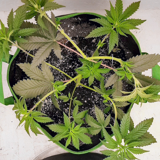 Куст в новом 20 литровом горшке