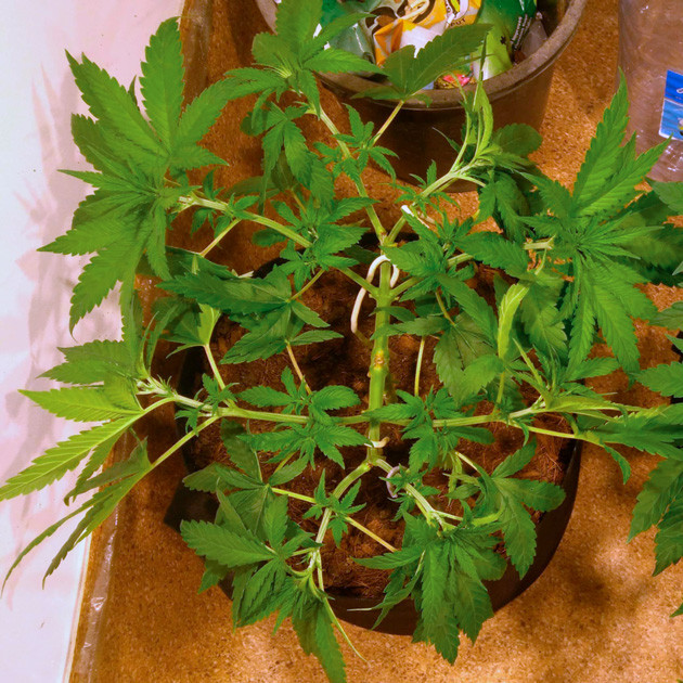 Использование техники LST Вытянутые боковые ветви