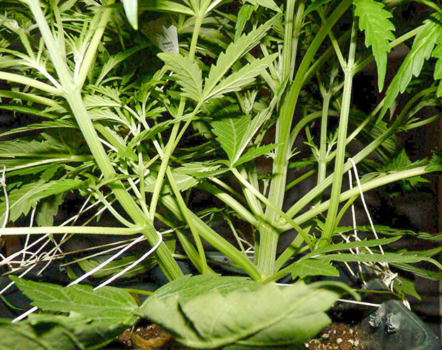 Увеличение числа ветвей после топпинга