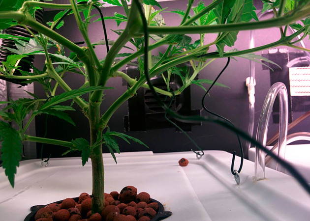 6 неделя выращивания