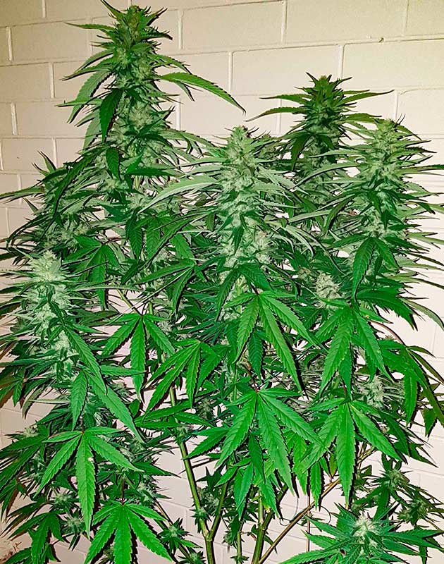 Подготовка к харвесту конопли Pineapple Chunk подготовка к харвесту Pineapple Chunk